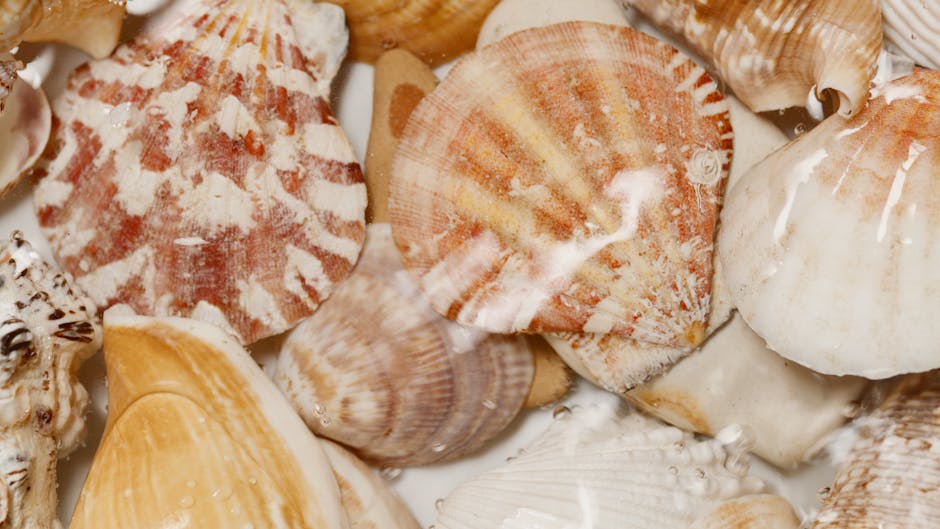 A close-up view of a collection of various seashells, including scallop shells with orange and white patterns, spiral-shaped shells with a smooth, glossy finish in shades of beige and cream, and ridge
